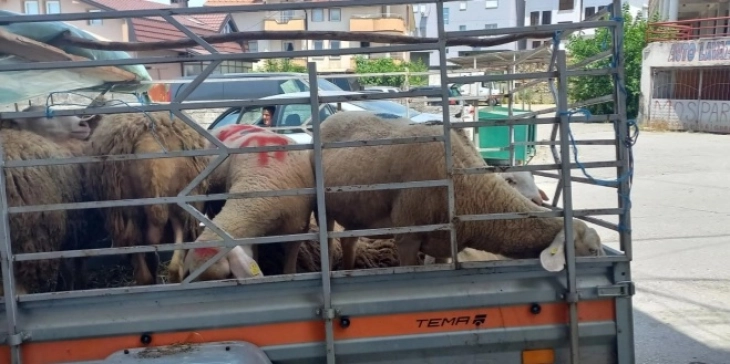 За Курбан бајрам во Дебарско до денеска продадени  околу 2 илјади грла овни и овци