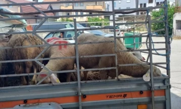 За Курбан бајрам во Дебарско до денеска продадени  околу 2 илјади грла овни и овци