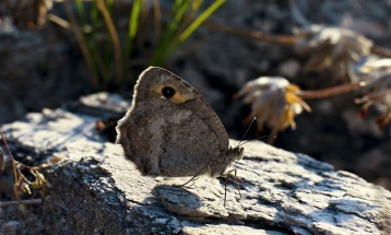 Петиција за спас на најзагрозената пеперутка во Европа: Македонската сивка