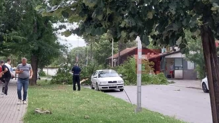 ТППЕ Делчево интервенираше во центарот на градот откако старо дрво падна над градскиот мост