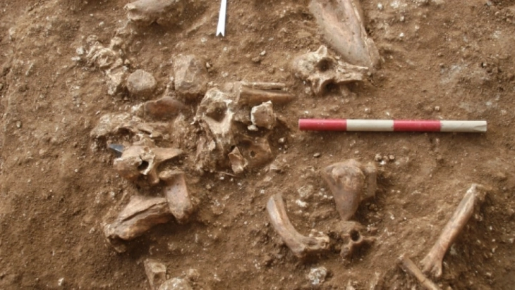 Во атар на с.Степанци, Штипско пронајдени коски слични на човечки