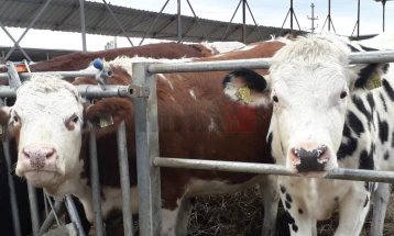 Murtaja e ripërtypësve të vegjël po përhapet në Shqipëri, duke arritur në zonën kufitare pranë Dibrës