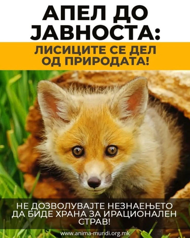„Анима мунди“: Лисиците се дел од природата, не се опасни и не напаѓаат луѓе