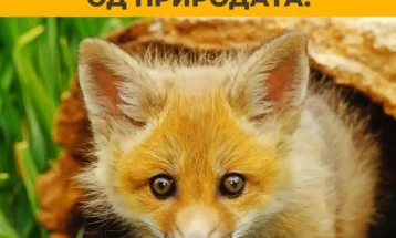 „Анима мунди“: Лисиците се дел од природата, не се опасни и не напаѓаат луѓе