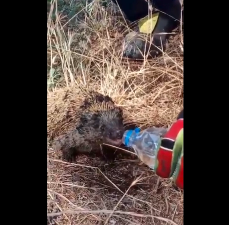 Жеден еж спасен по пожар во Грција