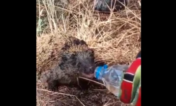 Жеден еж спасен по пожар во Грција