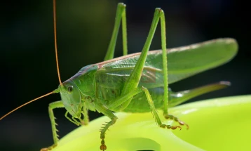 Истражување: Јадењето инсекти неприфатливо за над 80 отсто од луѓето