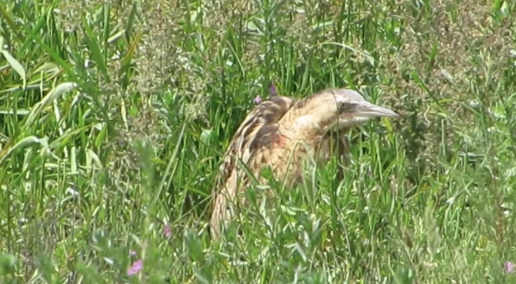 Истражување: Над 500 видови птици ќе исчезнат до крајот на веков