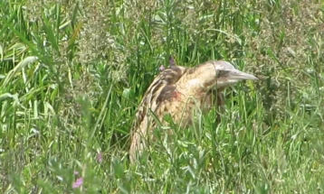 Истражување: Над 500 видови птици ќе исчезнат до крајот на веков