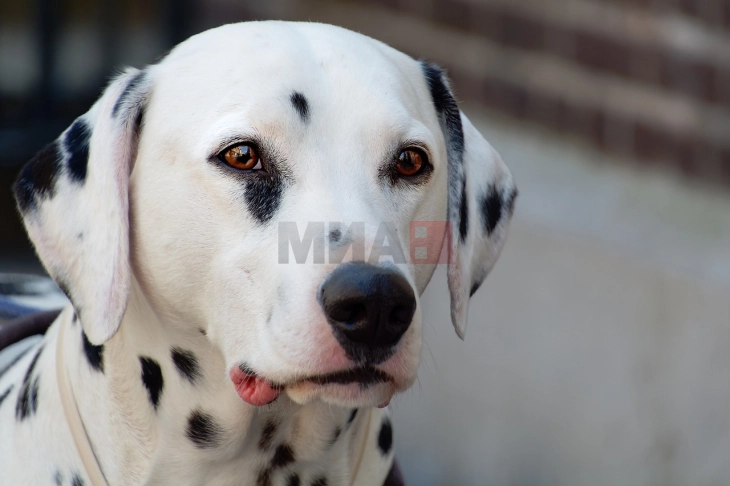 Museum dedicated to Dalmatian dog opens in Šibenik