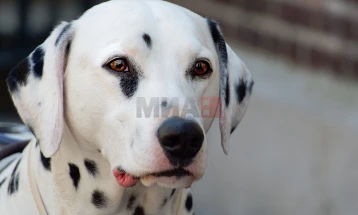 Museum dedicated to Dalmatian dog opens in Šibenik