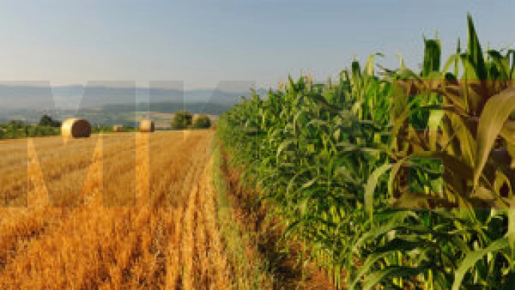 Italia në tre vitet e ardhshme do të lëshojë gjysmë milionë viza për punëtorë të huaj nga vendet jashtë BE-së