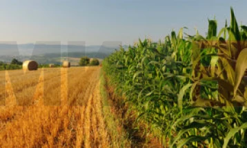 Italia në tre vitet e ardhshme do të lëshojë gjysmë milionë viza për punëtorë të huaj nga vendet jashtë BE-së