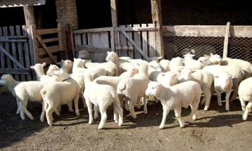 МЗШВ: Исплатени над 170 милиони денари кон 1.636 лица за предадено јагне или јаре