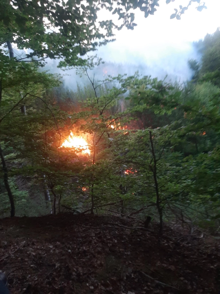 Гори мешана шума во Длабочица, општина Старо Нагоричане (ДПЛ)