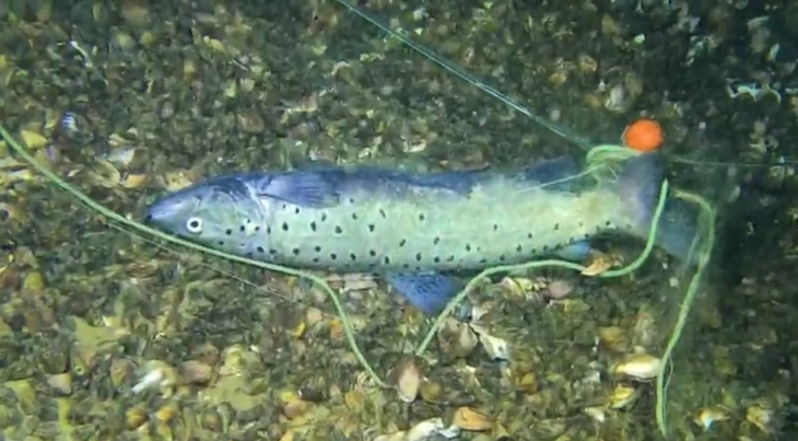 Двајца Албанци вршеле криволов на риба во македонските територијални води на Охридското Езеро