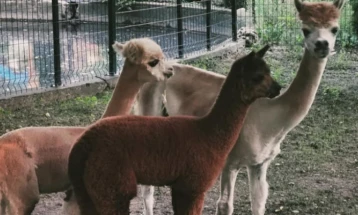 Кирков: Во Скопје ЗОО починаа уште две лами