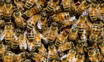 Ненадеен напад на пчели во централна Франција, 24 повредени