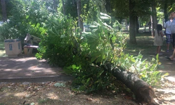 Паднато дрво во Соколански парк поради силен ветер,  оштетена клупа