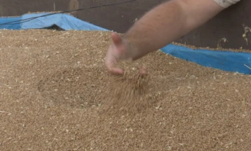 Стојкоски: Откупувачите и мелничарите да ја почитуваат договорената цена за пченицата, а државата да стимулира со по четири денари