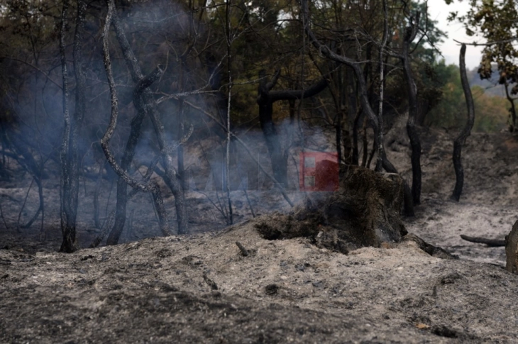 Во последното деноноќие во Албанија регистрирани 21 шумски пожар