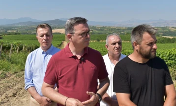 Tripunovski nga Kavadari: Çmim rekord për varietetet më të përhapura të rrushit, Vranec 21,3 denarë, Smederevka 18,9 denarë për kilogram