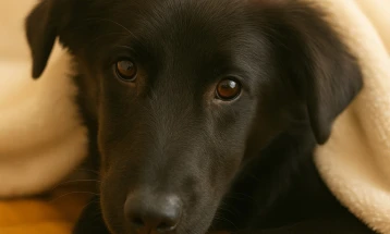 Dog killer gets 3 months in jail, animal welfare activists welcome court ruling