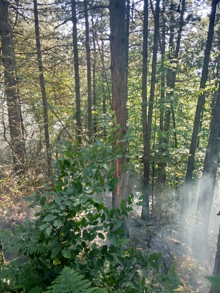 Изгаснат пожарот кај делчевско  Стар Истевник, на границата со Бугарија