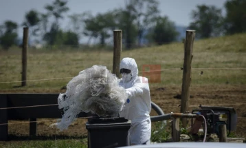Konfirmohet rasti i antraksit në komunën kroate të Vrlikës, u morën masa mbrojtëse