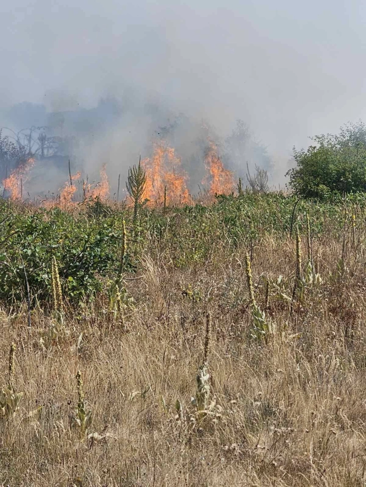 Гори планината Готен на тромеѓието на општините  Берово, Василево и Радовиш