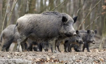 Хрватското министерство предупредува: африканска чума кај дивите свињи се шири неконтролирано