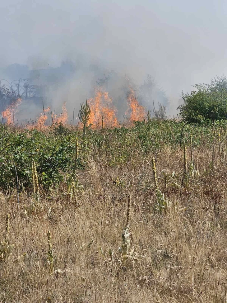 Пожарот на планината Готен, нод страната на Берово ставен под контрола