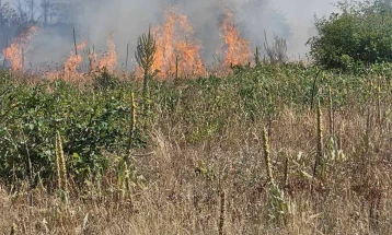Пожарот на планината Готен, нод страната на Берово ставен под контрола