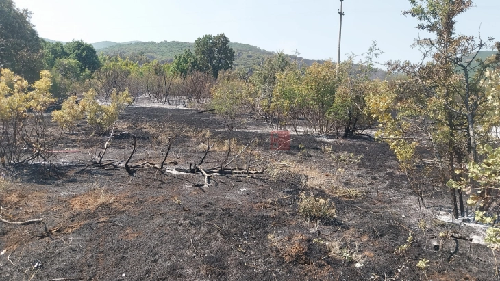 Инсектите и животни кои бегаат од опожарените места, го шират огнот на неоожарени површини на планината Серта