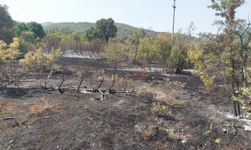 Инсектите и животни кои бегаат од опожарените места, го шират огнот на неоожарени површини на планината Серта