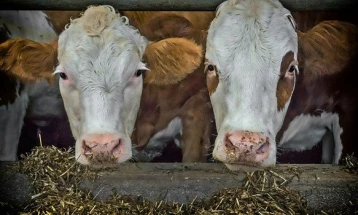 Croatia reports rising number of animal samples positive for anthrax