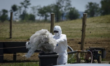 Anthrax confirmed in 44 samples of dead livestock in Croatia