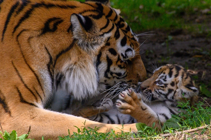 Tiger kills worker at Jerusalem's Biblical Zoo