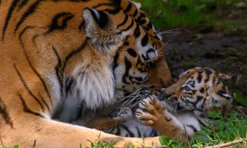 Tiger kills worker at Jerusalem's Biblical Zoo
