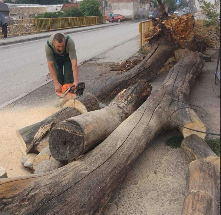 Паднати дрвја и оштетени бандери по вчерашниот дожд и ветер во Куманово