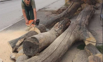 Паднати дрвја и оштетени бандери по вчерашниот дожд и ветер во Куманово