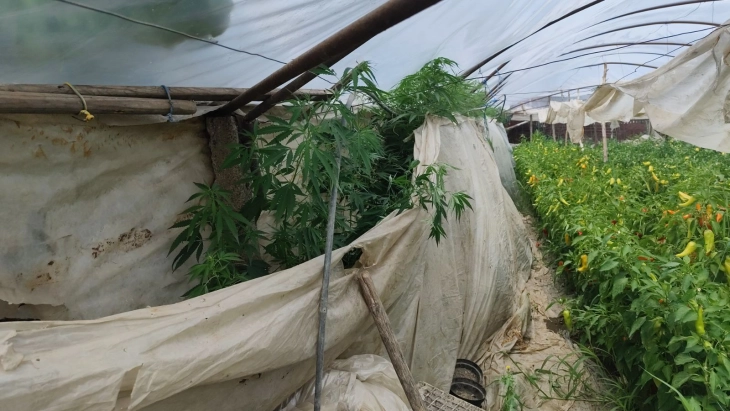 Пронајдена дрога при претрес во Стојаково, кривична пријава и притвор за едно лице