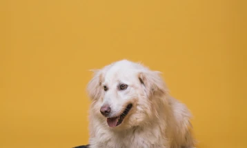 Нова кампања за вдомување на заборавените кучиња од ЈП Лајкa: „Дали си ти мојот дом?“