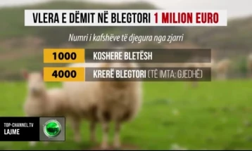 Експерти: Пожарите во Албанија предизвикаа најмалку милион евра штета во земјоделството