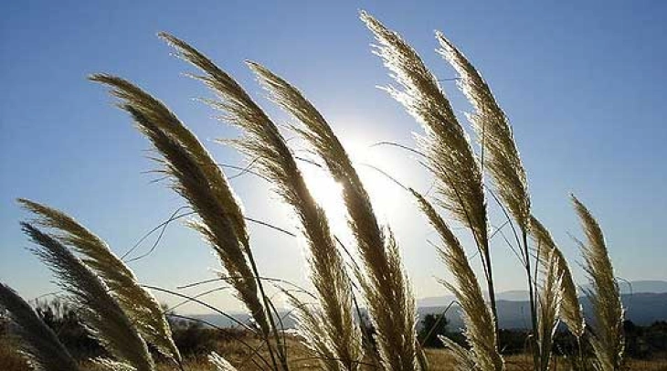 Сончево со локална облачност, температура до 35 степени