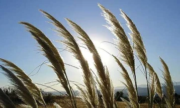 Сончево со локална облачност, температура до 35 степени