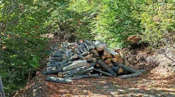 Кривична пријава против вработен во ЈП „Национални шуми“, издавал испратници без претходно издадени одобренија за сеча 