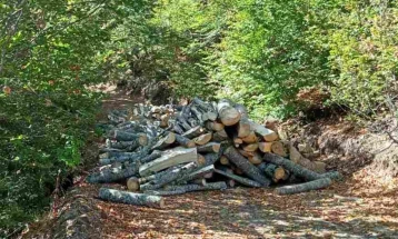 Кривична пријава против вработен во ЈП „Национални шуми“, издавал испратници без претходно издадени одобренија за сеча 