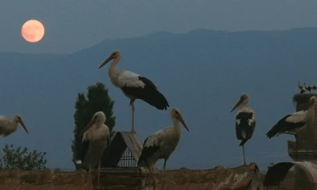 Тамара Котевска со приказна за штрковите со светски премиери во Венеција и Торонто