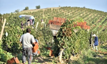 Tripunovski: Këtë vit pritet të rritet për 25 për qind një rendiment i rrushit dhe çmime më të larta të blerjeve për mbështetje të zhvillimit të vreshtarisë së Maqedonisë